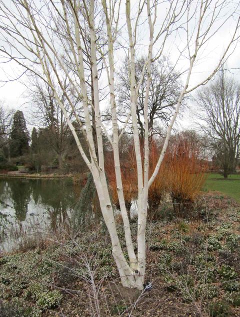 Birch clump  jacquemontii -15gal