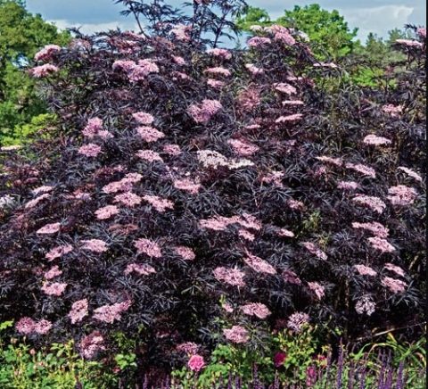 Black Lace 'Elder berry' (sambucus)'-2gal