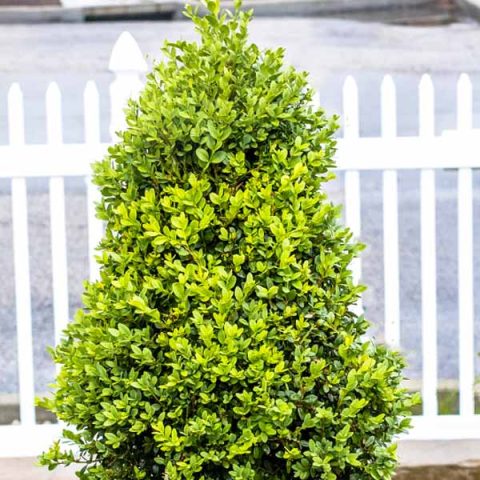 Boxwood-Green Mountain 2gal