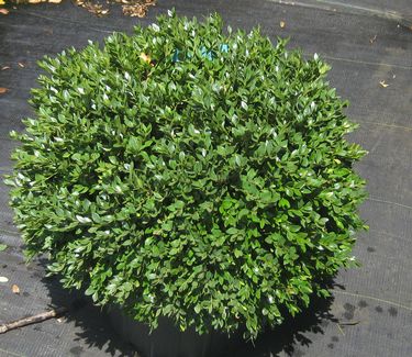 Boxwood 'Green Velvet' 3gal