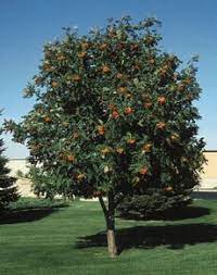 Cardinal Royal' Mountain Ash-15gal