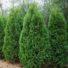 Cedar thuja occidentalis black 5gal