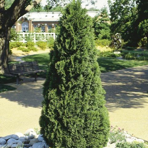 CEDAR  Emerald  5gal