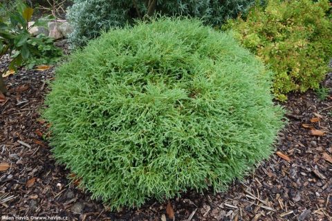 cedar 'mr bowling ball' 2gal