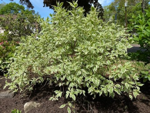 ivory halo dogwood 5gal