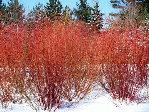 Dogwood  Red Osier -2gal