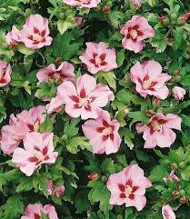 Hibiscus syriacus 'Hamabo' STND-7gal