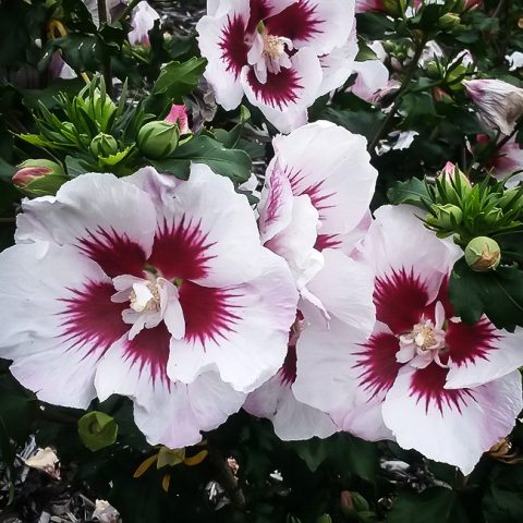 Hibiscus syriacus 'Helene' STND-7gal