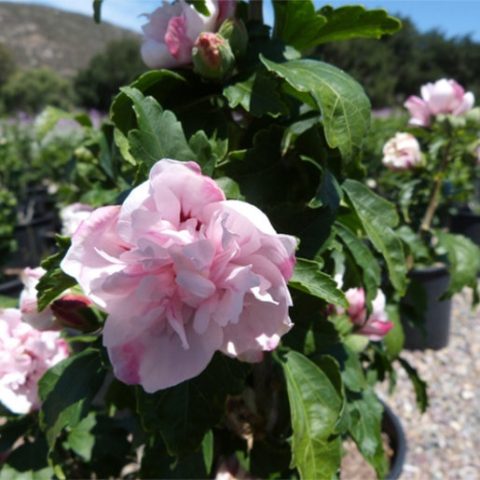 Speciosus Rose of Sharon Standard 5gal
