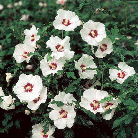 Hibiscus 'Red Heart' -2gal white pot