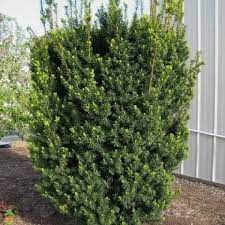 taxus- hicksii yew 3gal