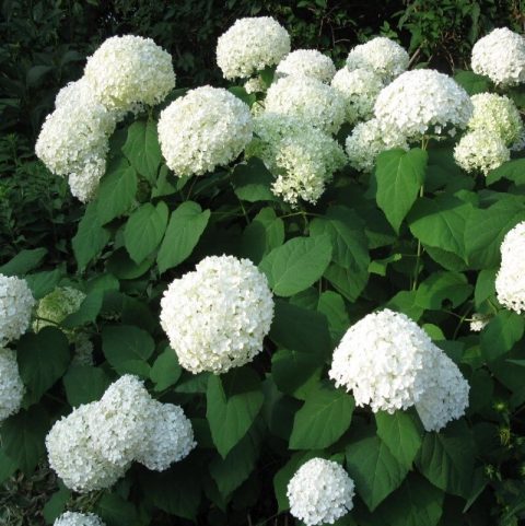 Hydrangea 'Annabelle' 2gal