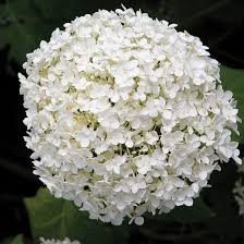 Hydrangea 'Incrediball' 2 gal *