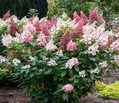 Hydrangea paniculata Lavalamp 2 gal