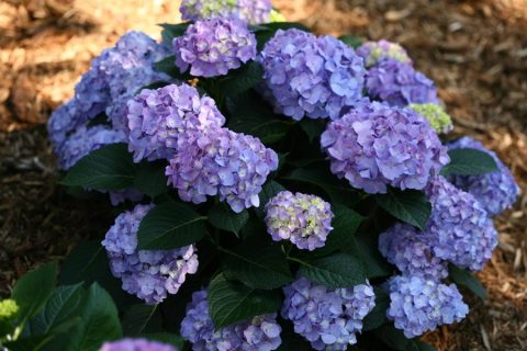 Hydrangea 'Wee Bit Grumpy' 2gal