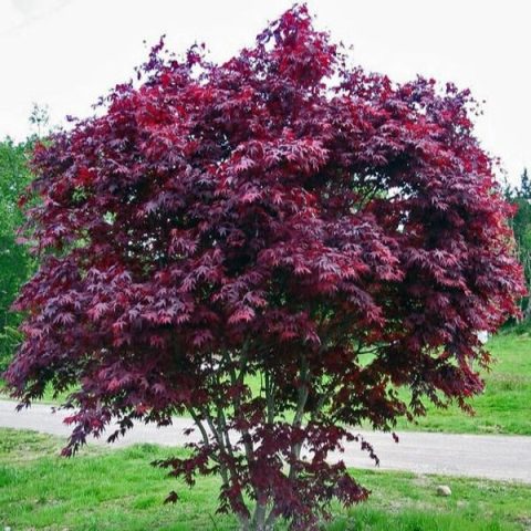 japanese maple Coral Bark-2gal