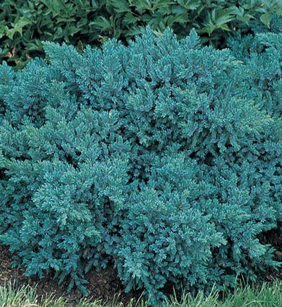 Juniper-Blue Point 5gal