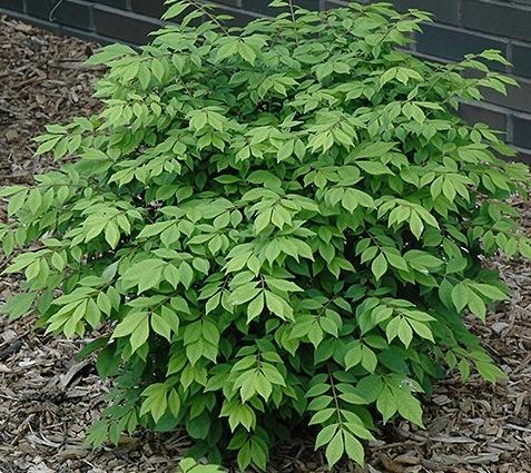 Little Moses  Burning Bush shrub 2gal