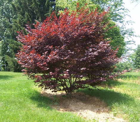 Maple 'Bloodgood' 10gal