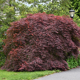 Crimson queen red Japanese maple 25gal