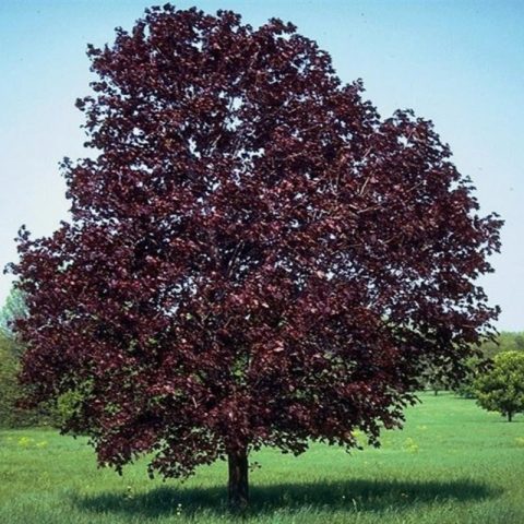 Maple royal red  #25