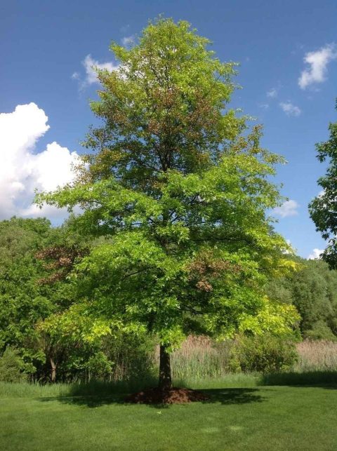 OAK   Quercus palustris pin oak-15gal