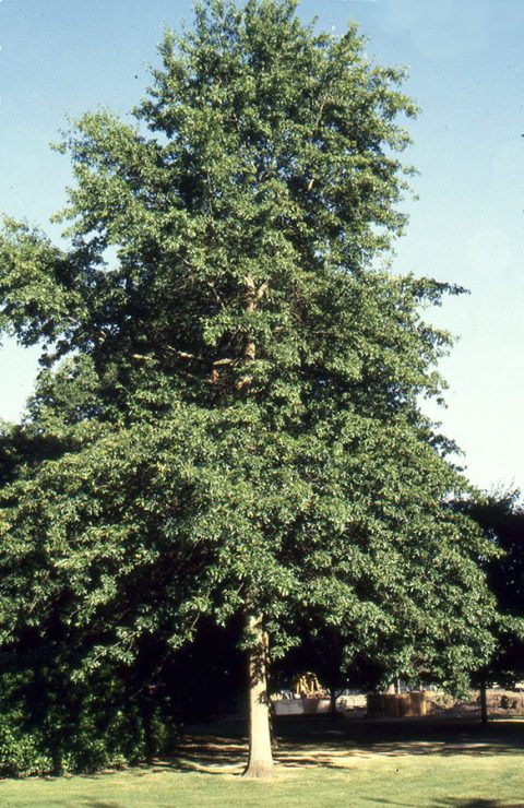 Pin oak Pacific Brilliance-15gal