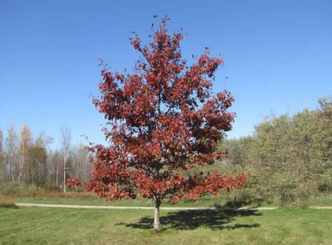 OAK  Quercus rubra red oak-15gal