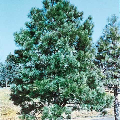 Pinus nigra (Austrian pine)-5gal