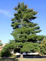 Pinus strobus. (Pine) Silver Splendor'-10gal