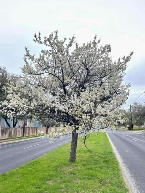 Italian plum tree 7gal