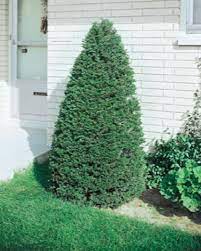 Yew-Japanese Pyramidal Dark Green - 10gal