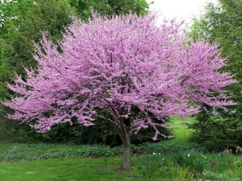 Redbud - eastern Cercis canadensis -15gal