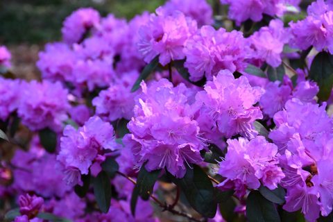 Rhododendron-P.J.M. Elite - 2gal