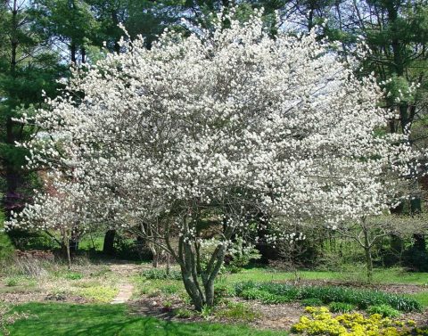 Amelanchier canadensis-Serviceberry clump -7gal