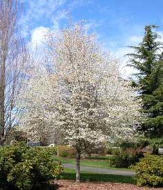 Serviceberry 'autumn brilliance' 5gal