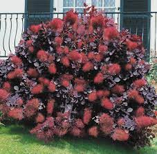 Smokebush Royal Purple 5gal