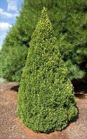 Spruce-Dwarf Alberta Cone - 7gal