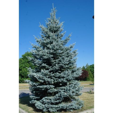 Picea pungens 'Fat Albert'- spruce