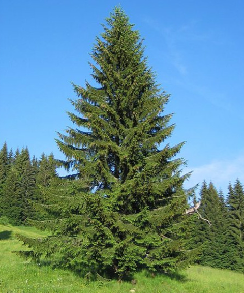 Spruce-Norway - 7gal