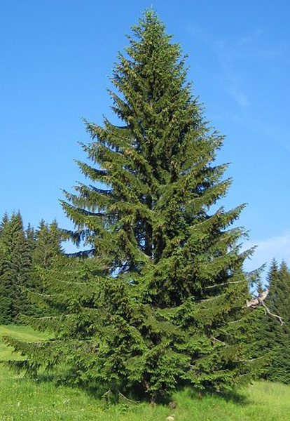 norway spruce 175 cm BB