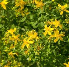 ST. johns wart 2gal