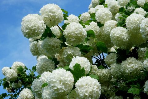 Viburnum European Snowball-5gal