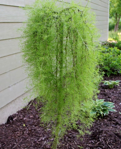 weeping walker caragana 7gal