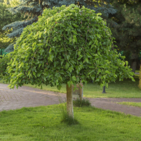 Mulberry-Weeping Non Fruiting-7gal