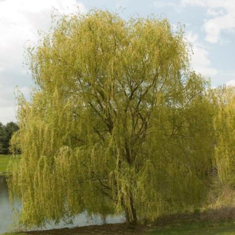 Salix alba 'Tristis' Golden weeping Willow-7gal