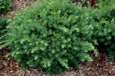 taxus- dense yew 3gal