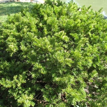 Taxus  'hicks' Erie Shores-3gal