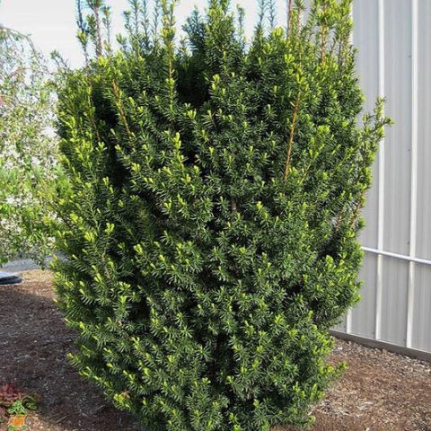 Hicksii yew 3gal
