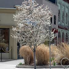 Amelanchier x grandiflora 'Autumn Brilliance'#7